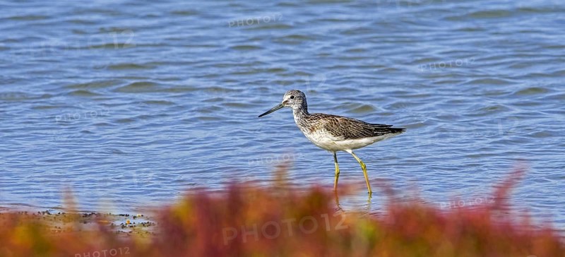 Common greenshank