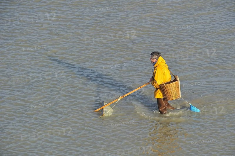 Shrimper fishing for shrimps with shrimping net along the beach at Le Treport
