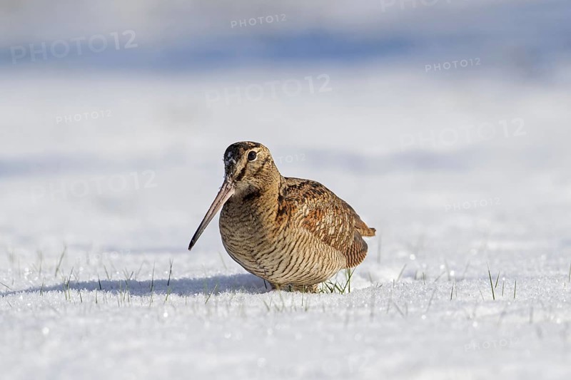 Eurasian woodcock