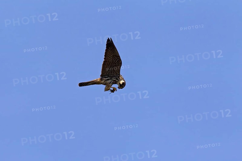 Eurasian Hobby