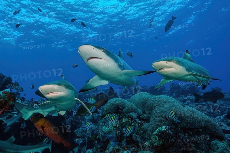 Three reef sharks