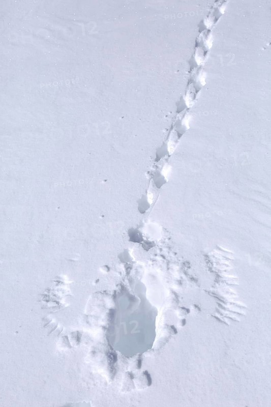 Rock ptarmigan