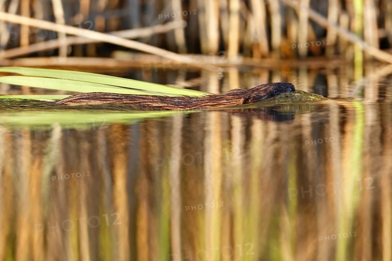 Muskrat