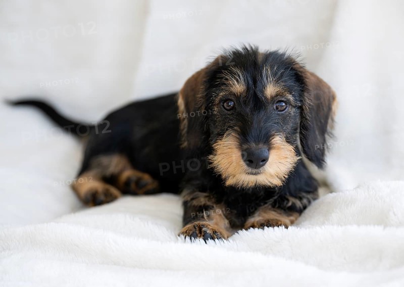 Rough-haired dachshund