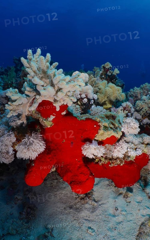 Red Drilling Sponge