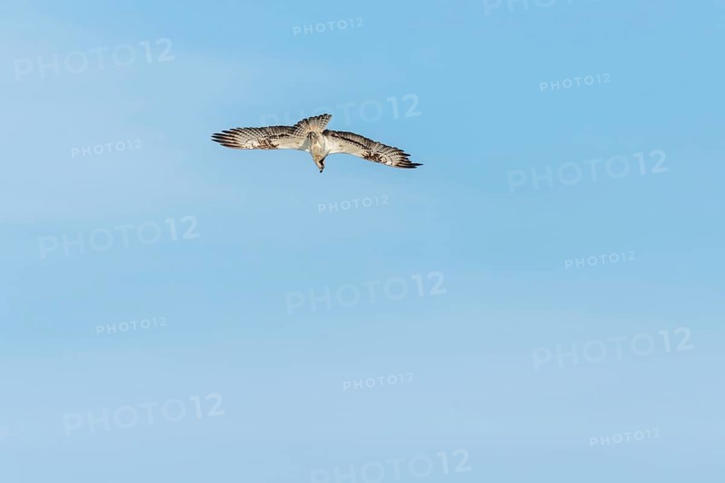 Western osprey