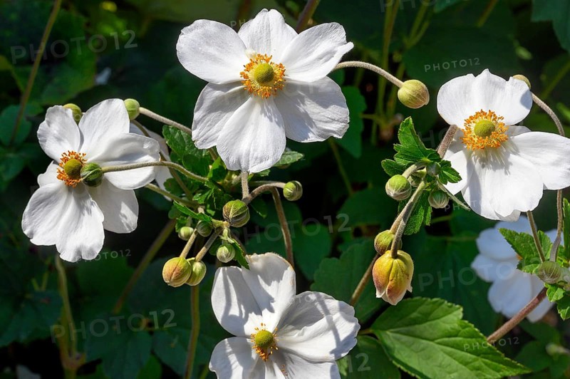 Flowers and buds of the Japanese anemone hupehensis