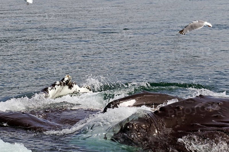 Humpback whales with wide open mouths bubble feeding