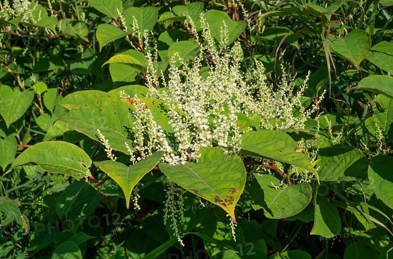 Flowering Japanese Knotweed