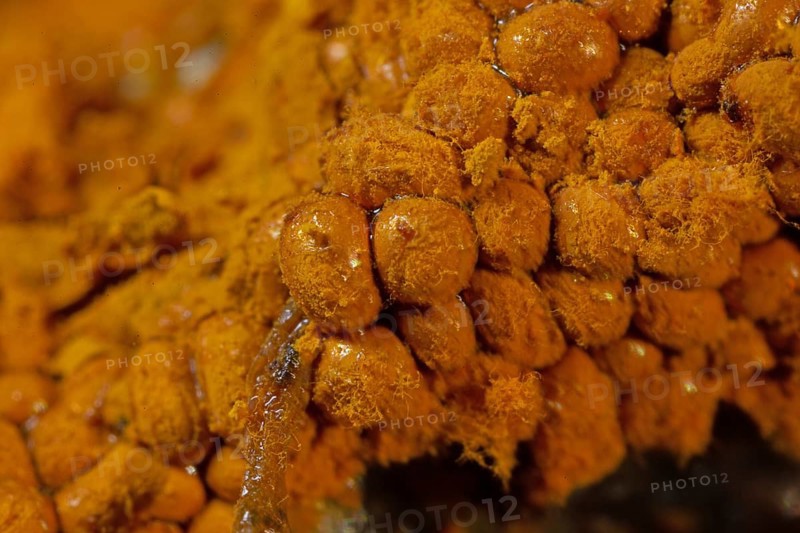 Yellow false hairy mushroom some fruiting bodies with fuzzy yellowish heads next to each other
