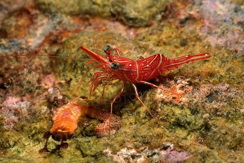 Close-up of camel shrimp