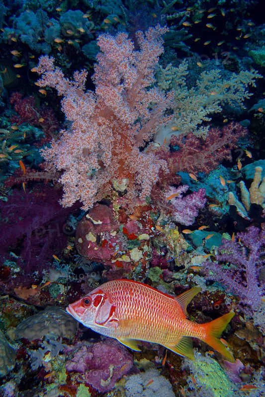 Large spined husar