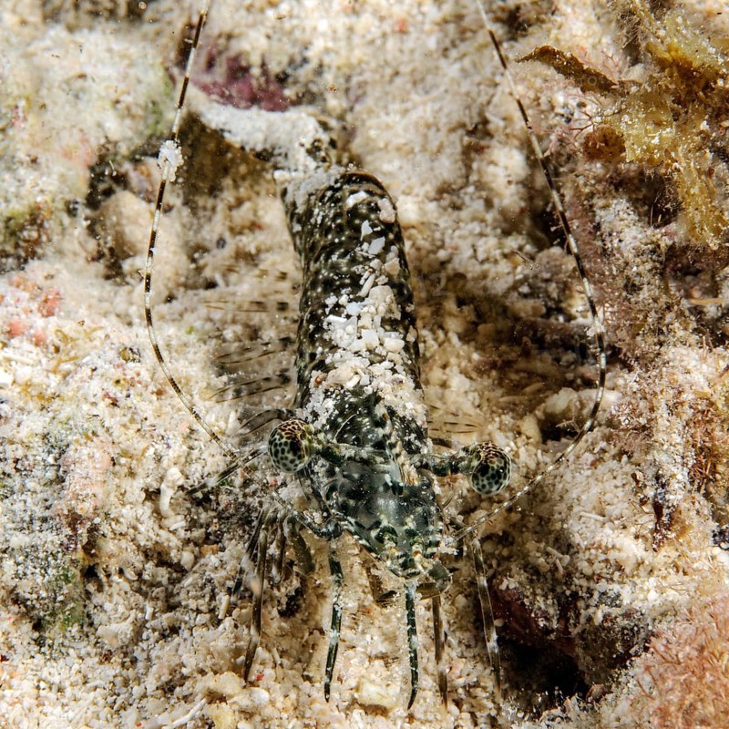 Marbled shrimp