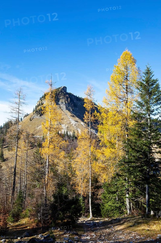 Autumnal yellow lark forest on the Genneralm with view to the Holzeck