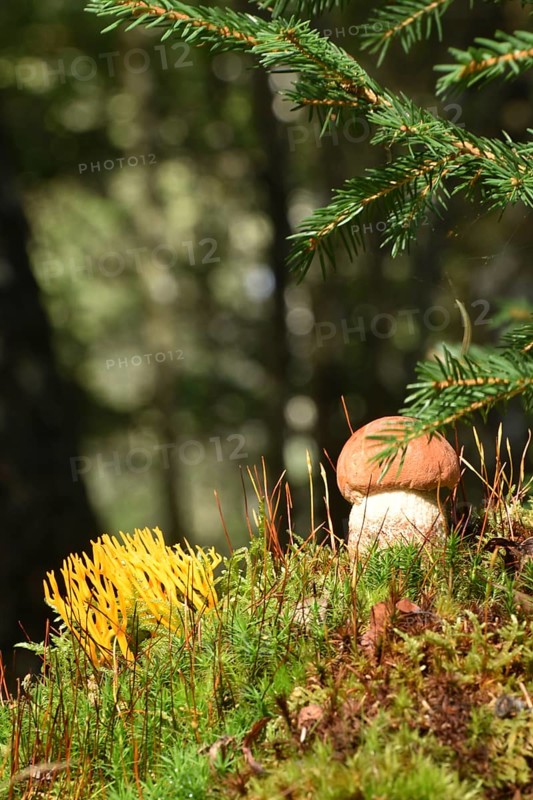 Young edible mushroom of the species orange birch bolete
