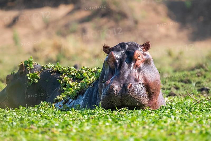Hippo