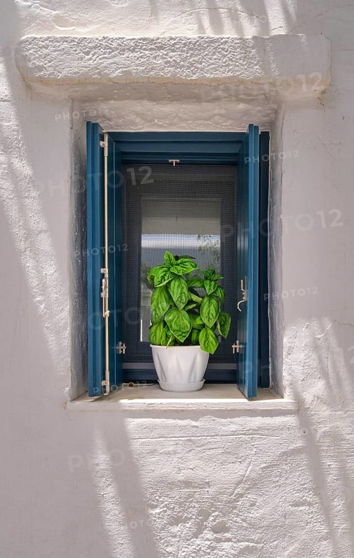 Frontal shot of flower pot with basil plant on window sill of whitewashed house in summer sunshine and shadows. Traditional seasoning herb for Greek and Italian cuisines