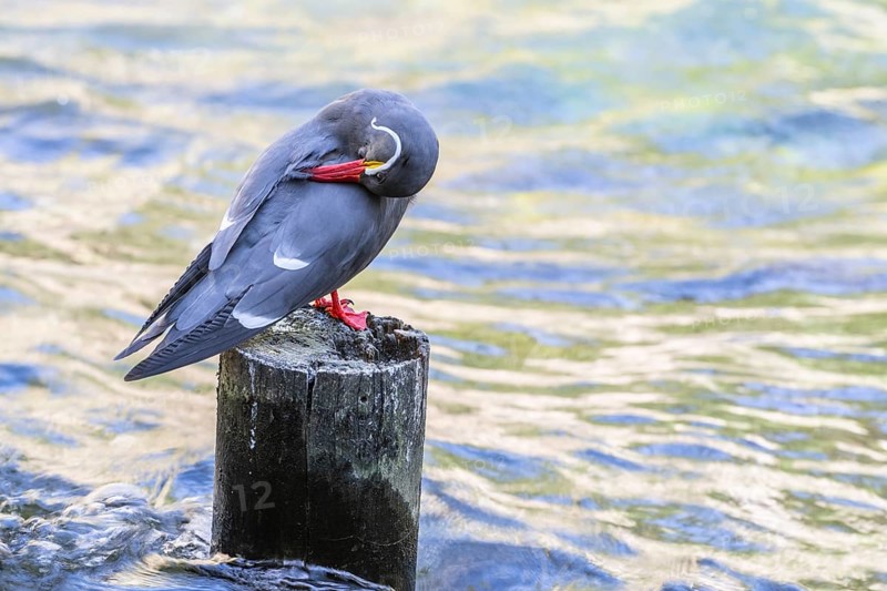 Inca tern