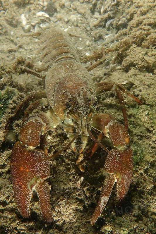 European crayfish