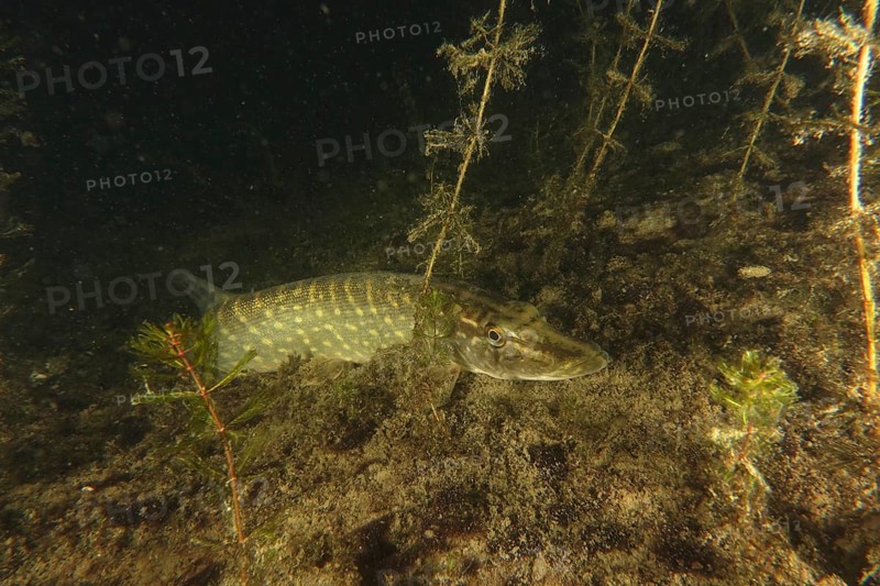 Pike