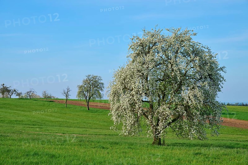 Pear trees