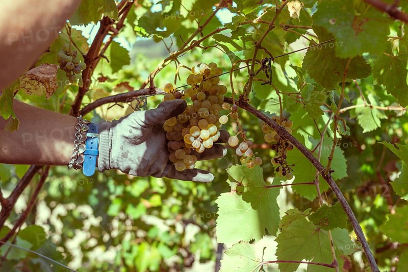 Woman farmer trim sauvignon grape with sscissors from plant in wine farm in summertime harvesting period