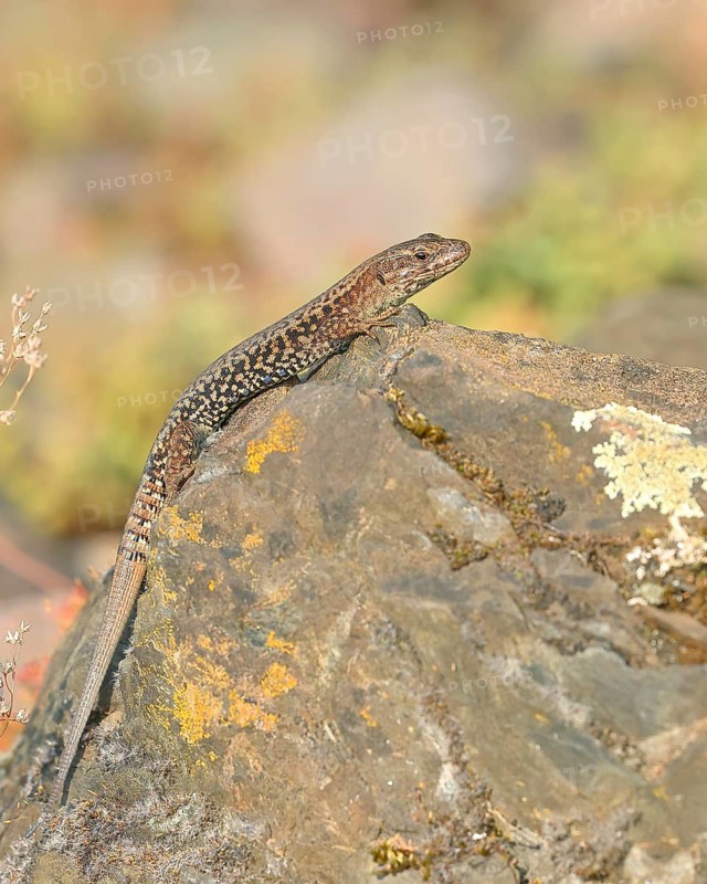 Common wall lizard