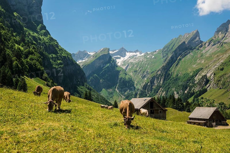 Steep mountains and mountain pasture with cows