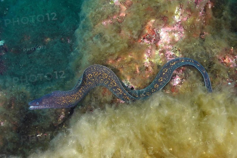 Mediterranean moray