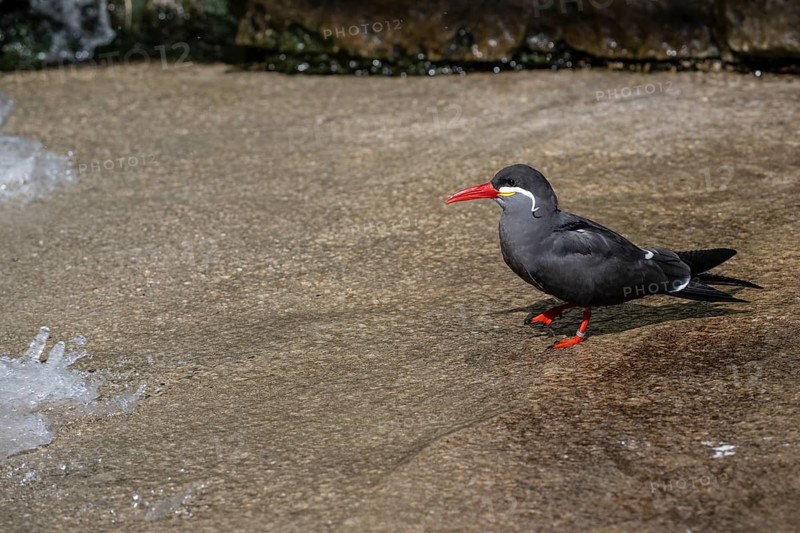 Inca tern