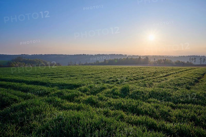 Grain field