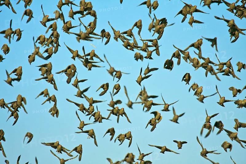 Red-billed oxpecker