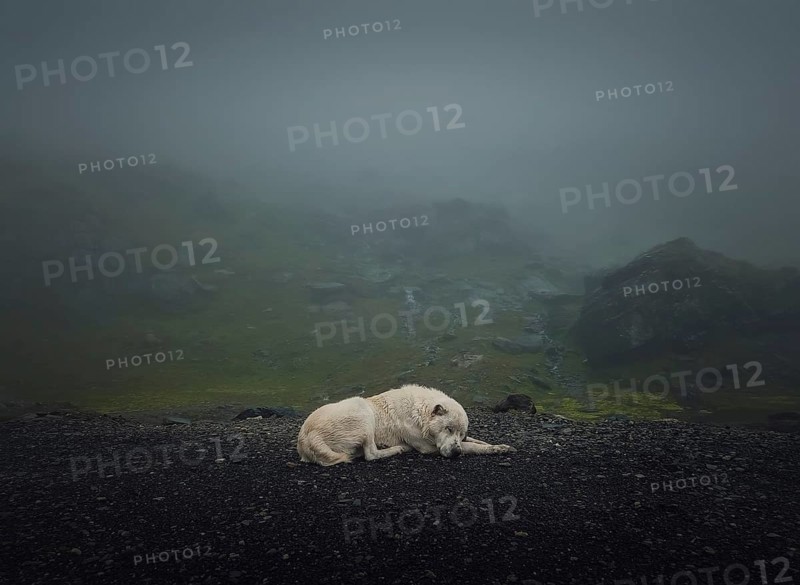 Moody and silent scene with a white