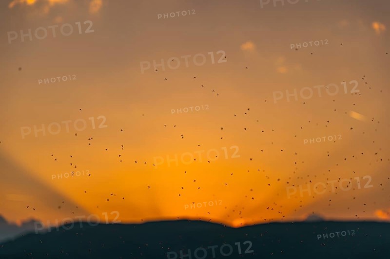 Swarm of mosquitoes in front of rays of the setting sun