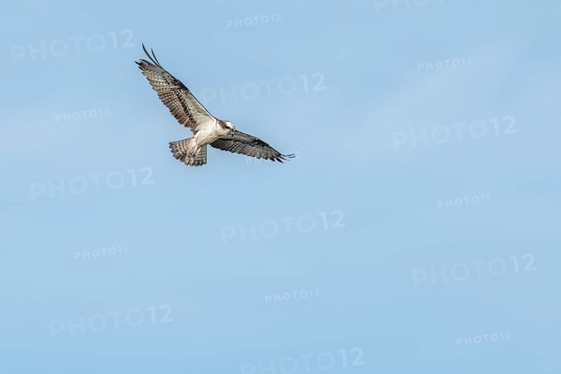 Western osprey
