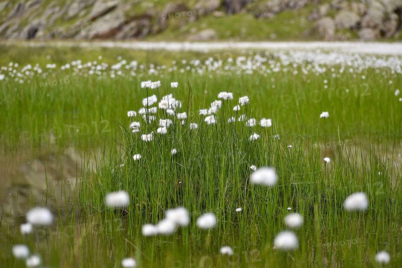 Lake with lots of cottongrass