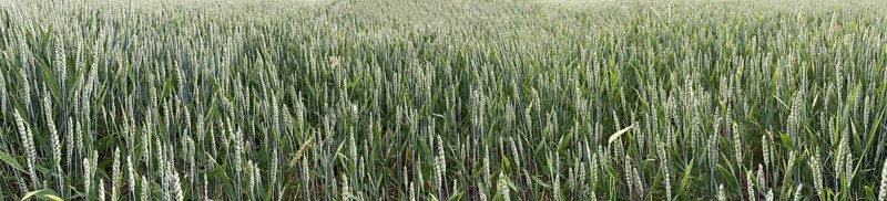 Wheat