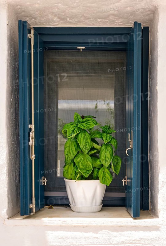 Close frontal shot of flower pot with basil plant on window sill of whitewashed house in summer sunshine and shadows. Traditional seasoning herb for Greek and Italian cuisines