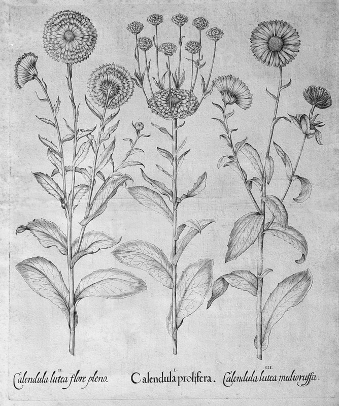 Calendula