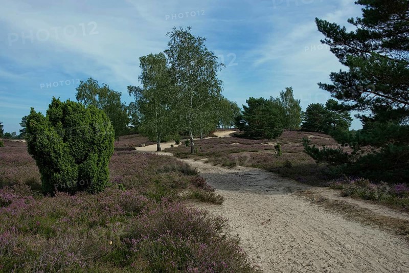 Flowering heather