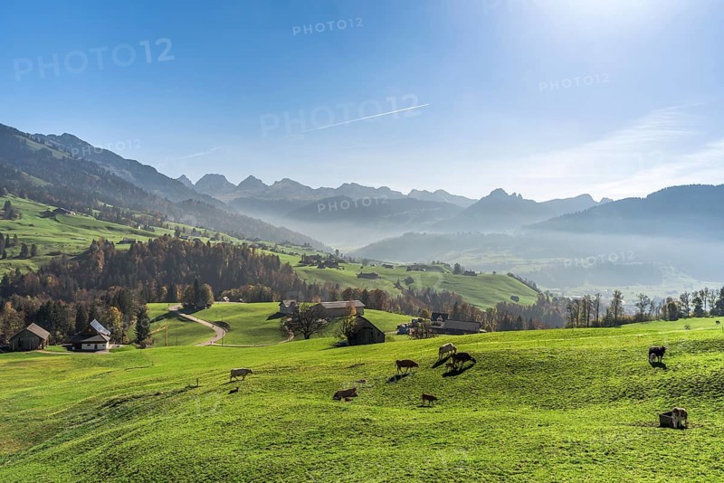 Hilly mountain landscape in Toggenburg with farms and grazing cows