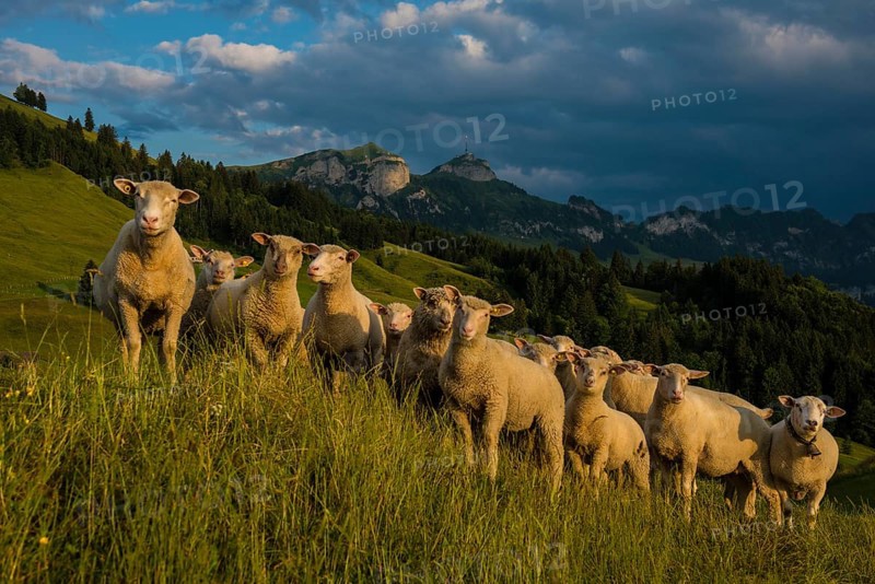 Sheep