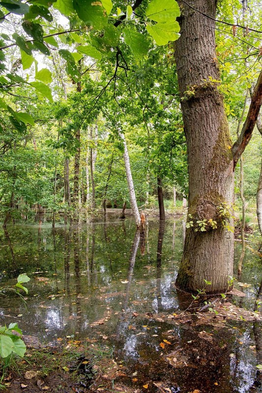 Swamp forest
