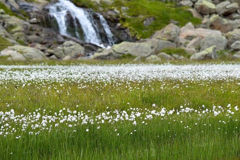Waterfall and lake with lots of cottongrass