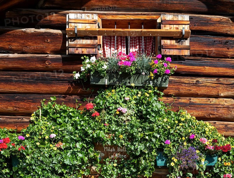 Flower window on the Pitscherbergalm