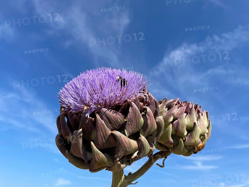 Artichoke