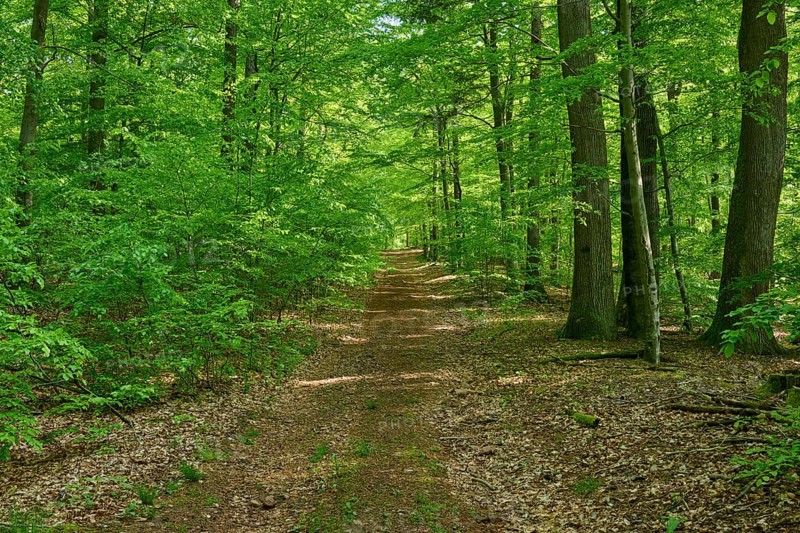 Path