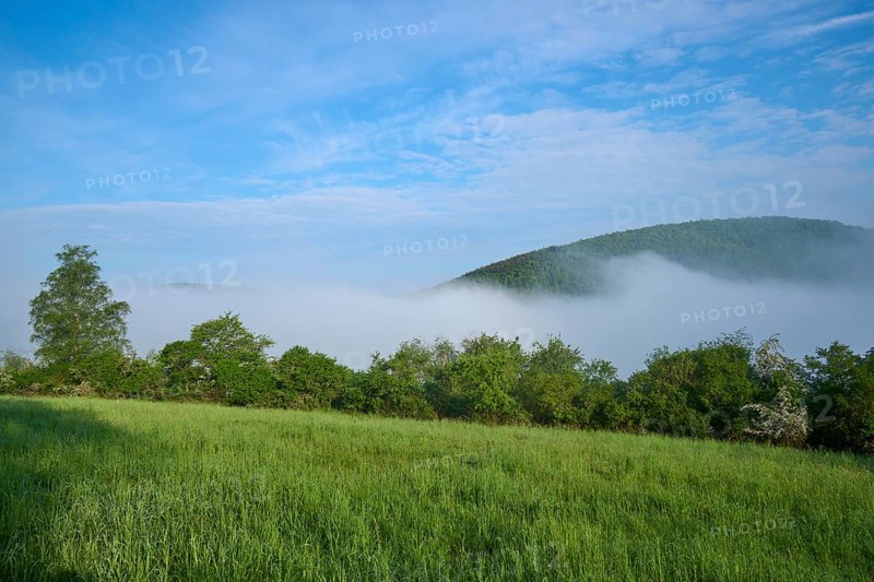 Meadow