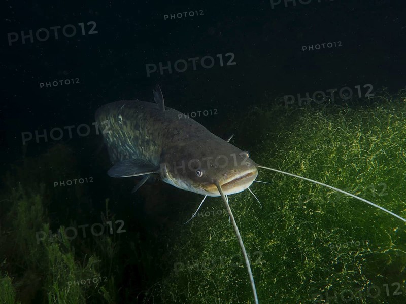 Portrait of catfish