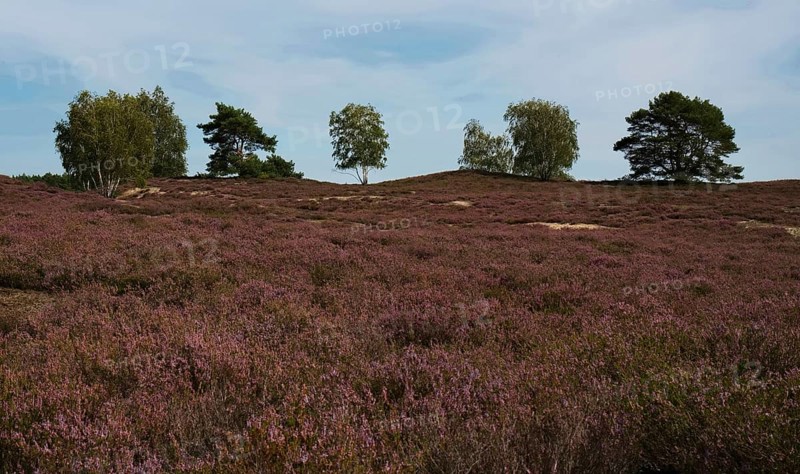 Flowering heather and trees in the Nemitzer Heide near Trebel